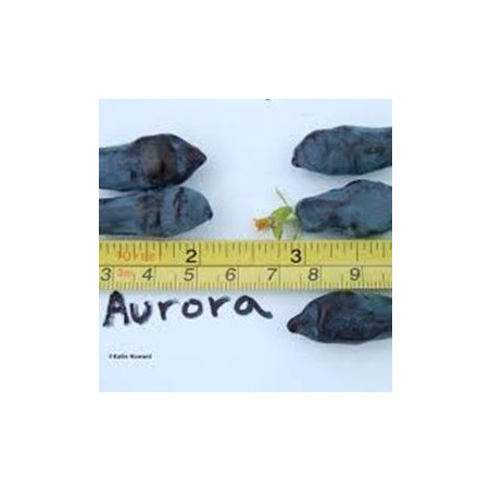 Baga de Maio Aurora ( Lonicera Kamtschatica)