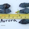 Baga de Maio Aurora ( Lonicera Kamtschatica)