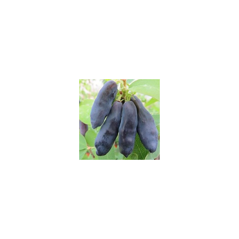 Baga de Maio Blue Banana (Lonicera Kamtschatica)