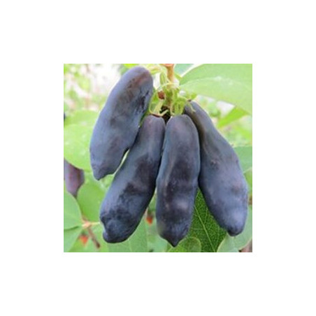 Baga de Maio Blue Banana (Lonicera Kamtschatica)