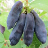 Baga de Maio Blue Banana (Lonicera Kamtschatica)