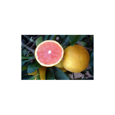 Laranja Rosa ( Citrus X Paradisi)