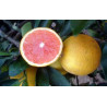 Laranja Rosa ( Citrus X Paradisi)