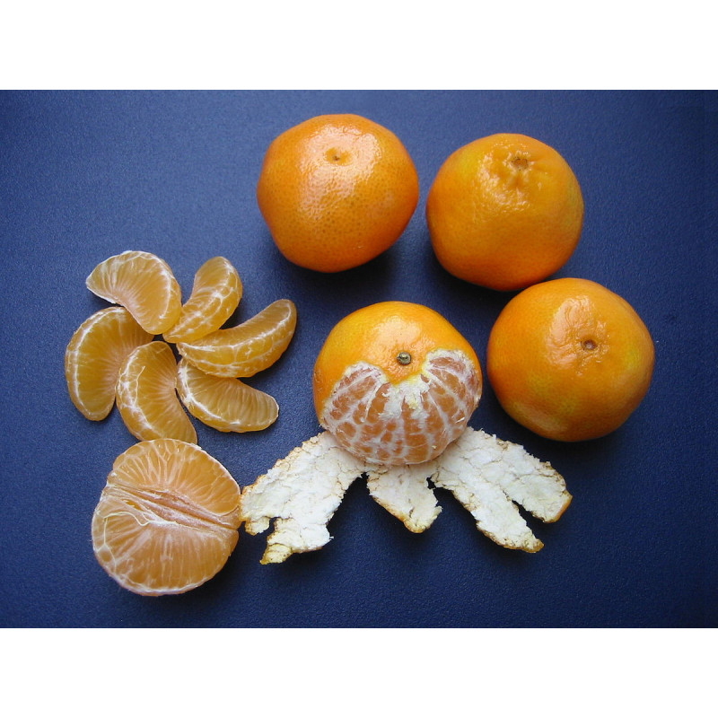 Clementina Ouro ( Citrus X Clementina)