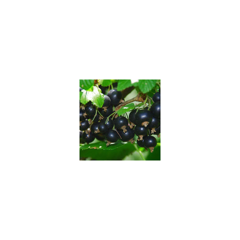Groselha Hedda ( Ribes Nigrum)