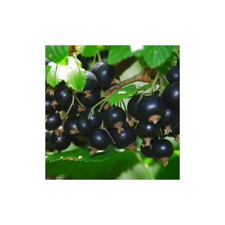 Groselha Hedda ( Ribes Nigrum)