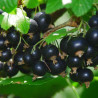 Groselha Hedda ( Ribes Nigrum)