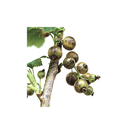 Groselha Ojeblanc ( Ribes Nigrum)