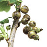 Groselha Ojeblanc ( Ribes Nigrum)