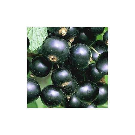 Groselha Titânia ( Ribes Nigrum)