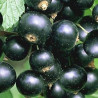 Groselha Titânia ( Ribes Nigrum)