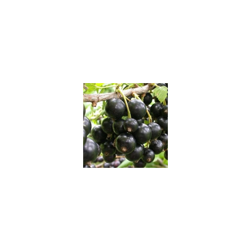 Groselha Triton ( Ribes Nigrum)