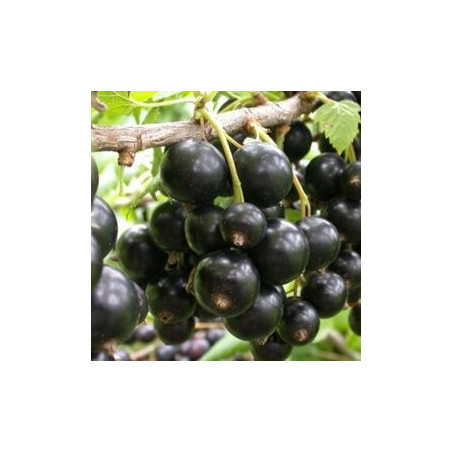Groselha Triton ( Ribes Nigrum)