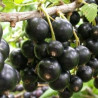 Groselha Triton ( Ribes Nigrum)