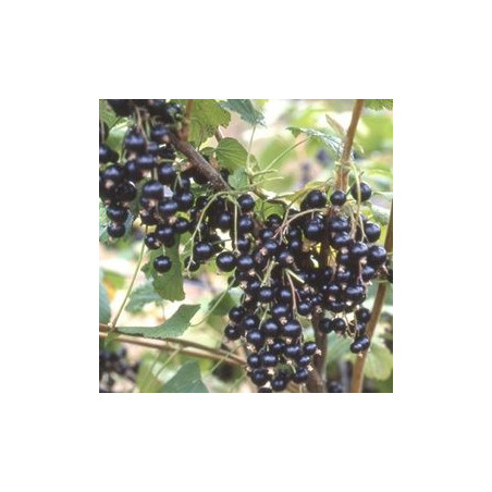 Groselha Blackdown  ( Ribes Nigrum)