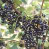 Groselha Blackdown  ( Ribes Nigrum)