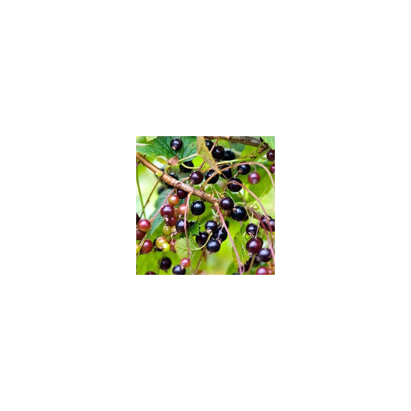 Groselha Jato Malling ( Ribes Nigrum)