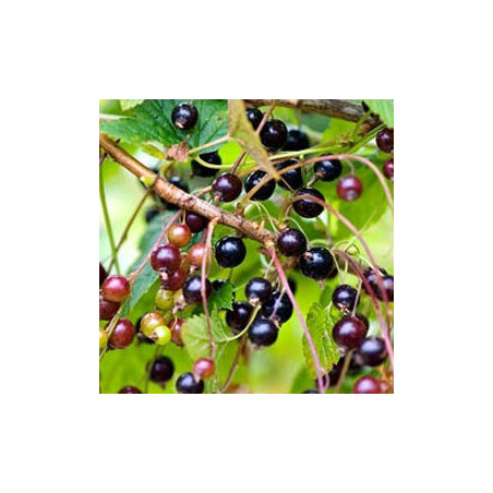 Groselha Jato Malling ( Ribes Nigrum)