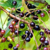 Groselha Jato Malling ( Ribes Nigrum)