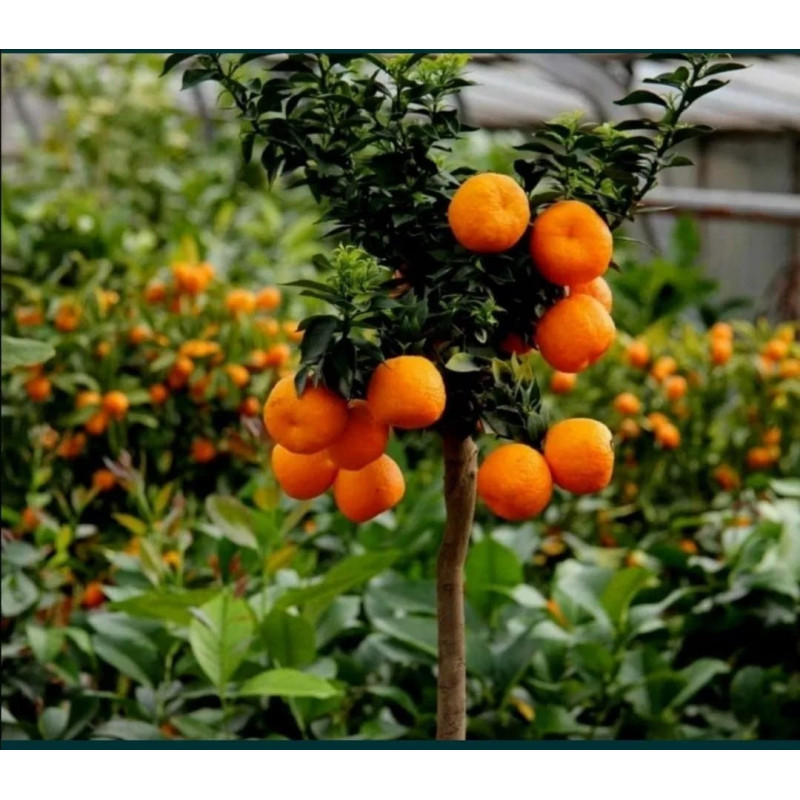 Laranjaquat  ( Fortunella Crassifolia)