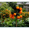 Laranjaquat  ( Fortunella Crassifolia)