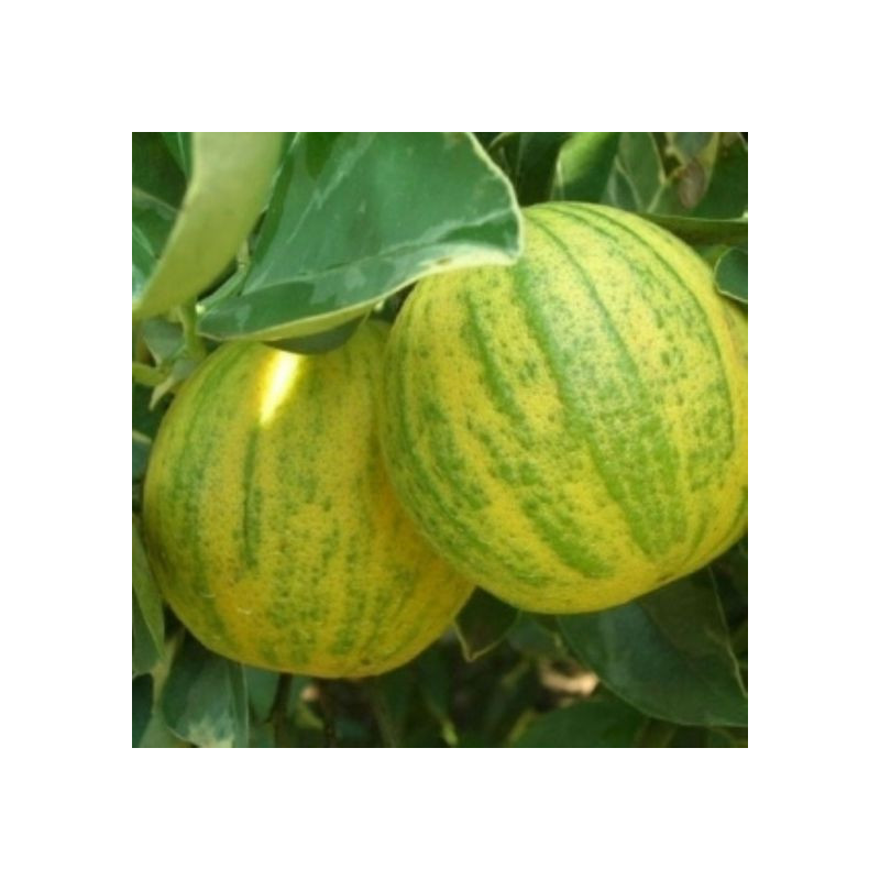 Laranja Variegata ( Citrus Sinensis)