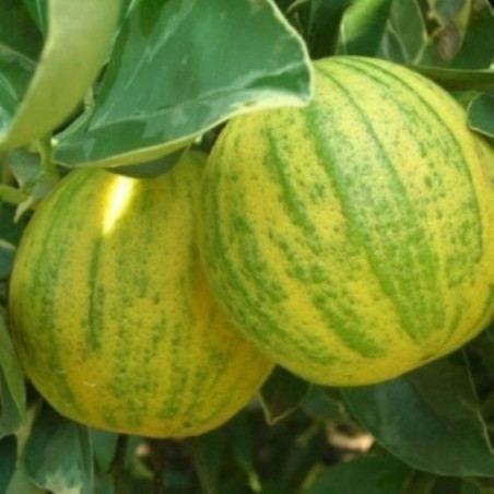 Laranja Variegata ( Citrus Sinensis)