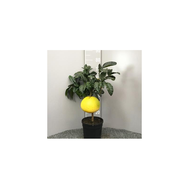 Pomelo Chandler Red Pulp ( Citrus Maxima)