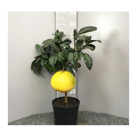 Pomelo Chandler Red Pulp ( Citrus Maxima)