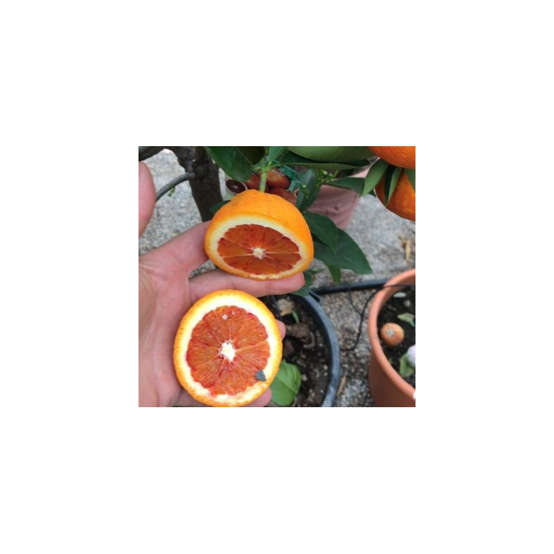 Laranja Tarocco Sanguinello (Citrus sinensis (L.) Osbeck)