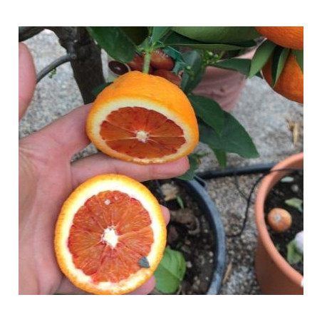 Laranja Tarocco Sanguinello (Citrus sinensis (L.) Osbeck)