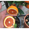 Laranja Tarocco Sanguinello (Citrus sinensis (L.) Osbeck)