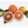 Laranja Tarocco Sanguinello (Citrus sinensis (L.) Osbeck)