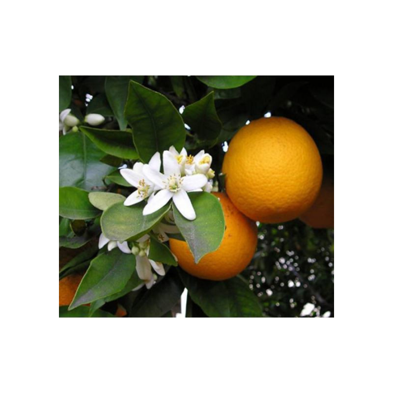 Laranja Azeda ( Citrus myrtifolia)