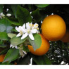 Laranja Azeda ( Citrus myrtifolia)