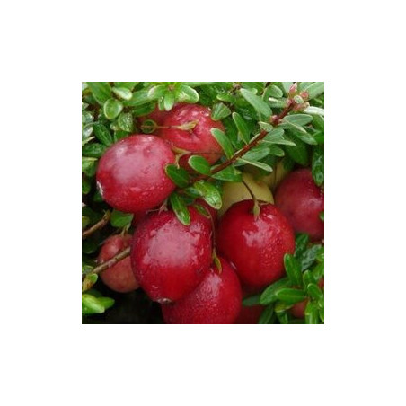 Arando Pérola Grande ( Vaccinium Macrocarpon)