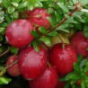 Arando Pérola Grande ( Vaccinium Macrocarpon)