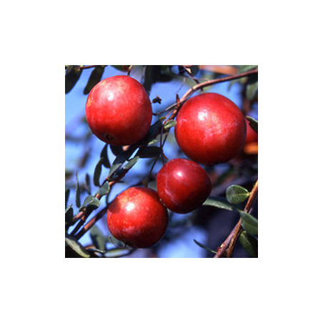 Arando Preto Precoce ( Vaccinium Macrocarpon)