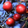 Arando Preto Precoce ( Vaccinium Macrocarpon)