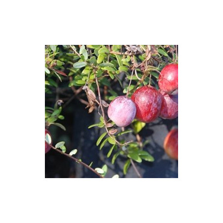 Arando Stevens ( Vaccinium Macrocarpon)