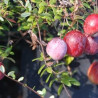 Arando Stevens ( Vaccinium Macrocarpon)