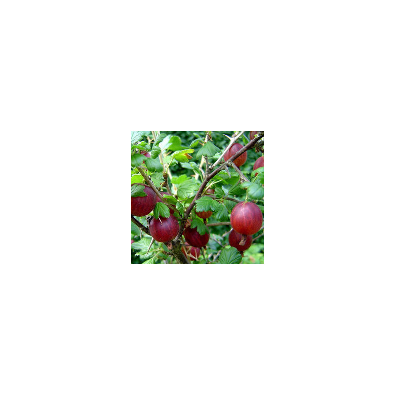 Uva Crispa Captivator ( Ribes Uva Crispa)