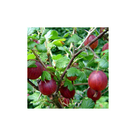 Uva Crispa Captivator ( Ribes Uva Crispa)