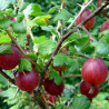 Uva Crispa Captivator ( Ribes Uva Crispa)