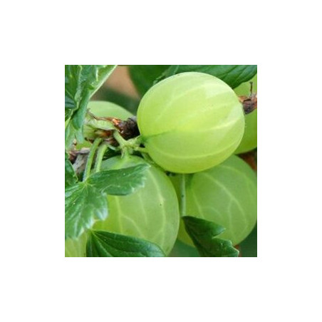 Uva Crispa Hinnonmaki Geld ( Ribes Uva Crispa)