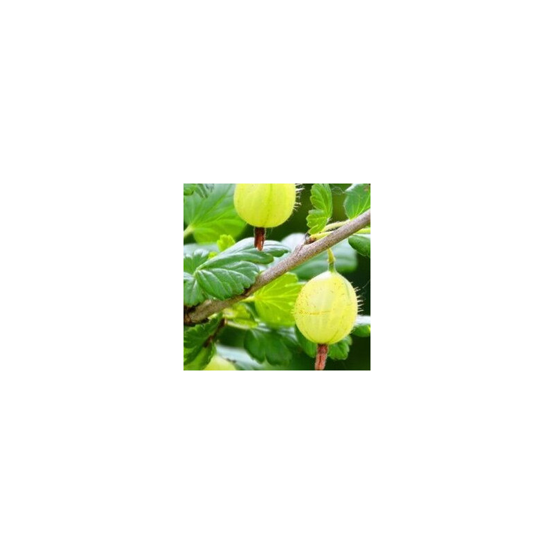 Uva Crispa Hinnonmaki Grun ( Ribes Uva Crispa)