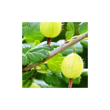 Uva Crispa Hinnonmaki Grun ( Ribes Uva Crispa)