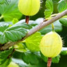 Uva Crispa Hinnonmaki Grun ( Ribes Uva Crispa)