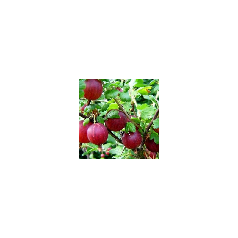 Uva Crispa Hinnonmaki Rot ( Ribes Uva Crispa)