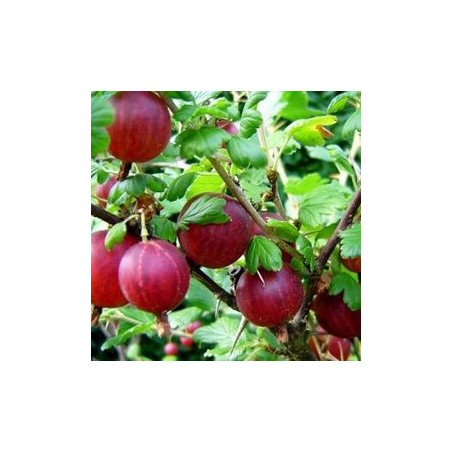 Uva Crispa Hinnonmaki Rot ( Ribes Uva Crispa)